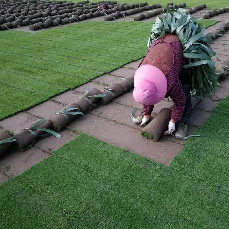 花季传媒APP下载免费观看大全草坪